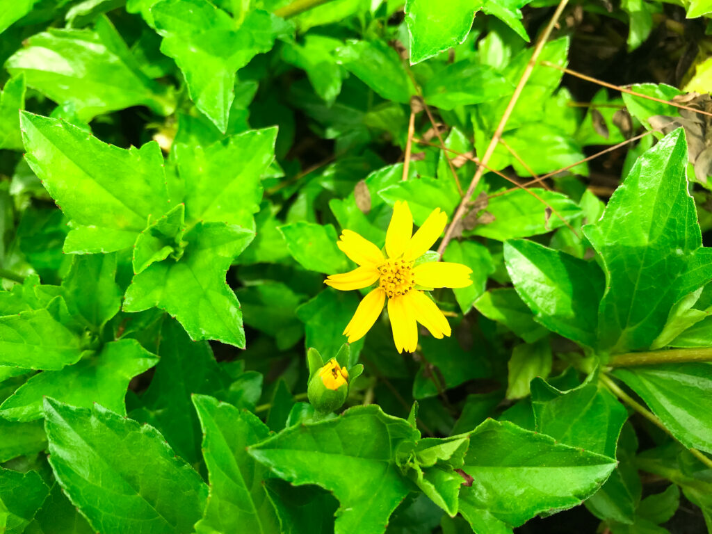 plantas medicinais brasileiras - arnica