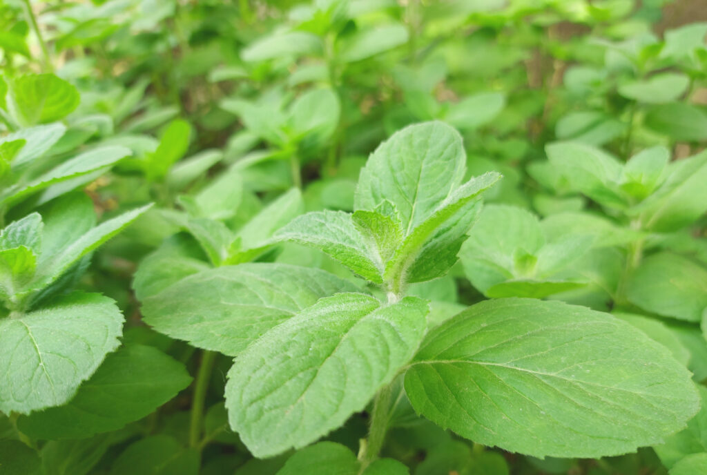 plantas medicinais brasileiras - boldo