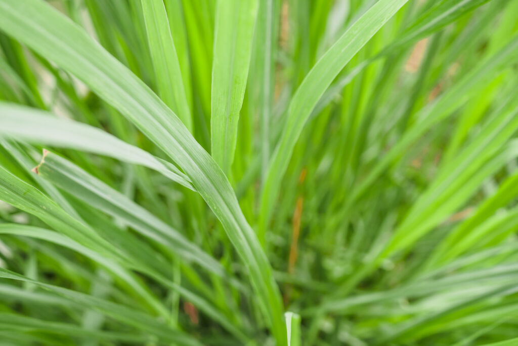 plantas medicinais brasileiras capim limão