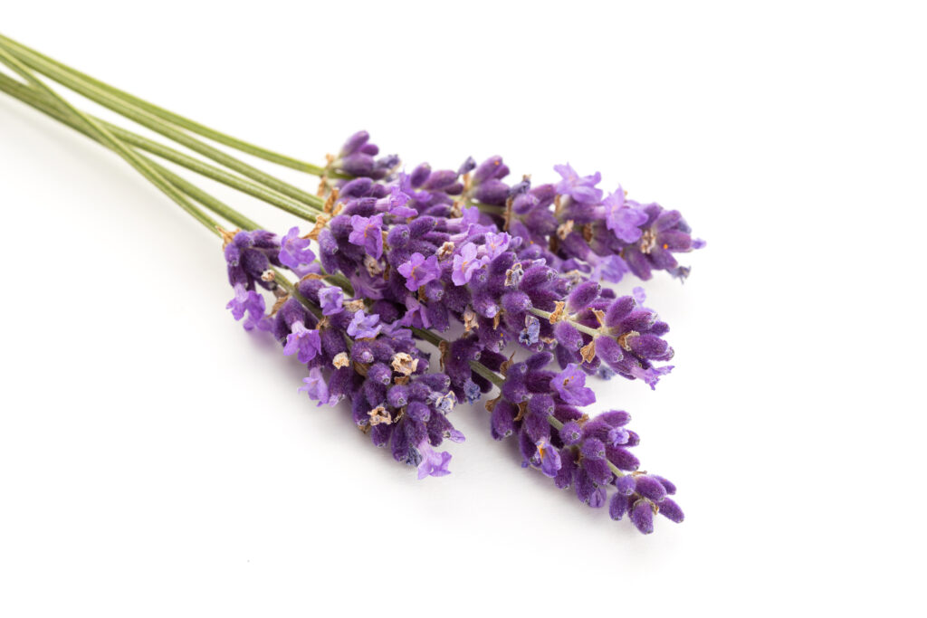 lavanda