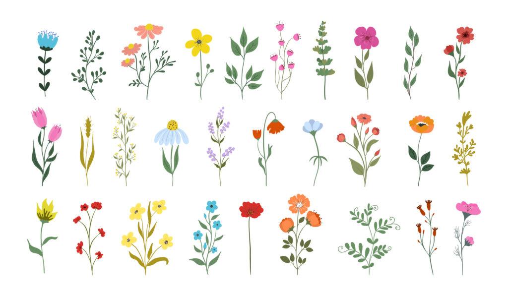 ilustração de varias flores