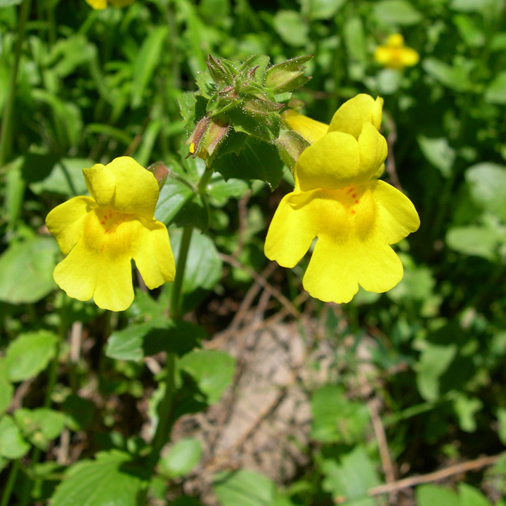 mimulus gatattus