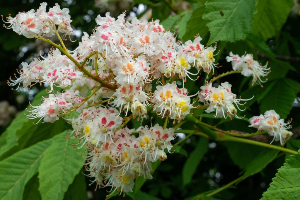 Foto de floral de bach white chestnut