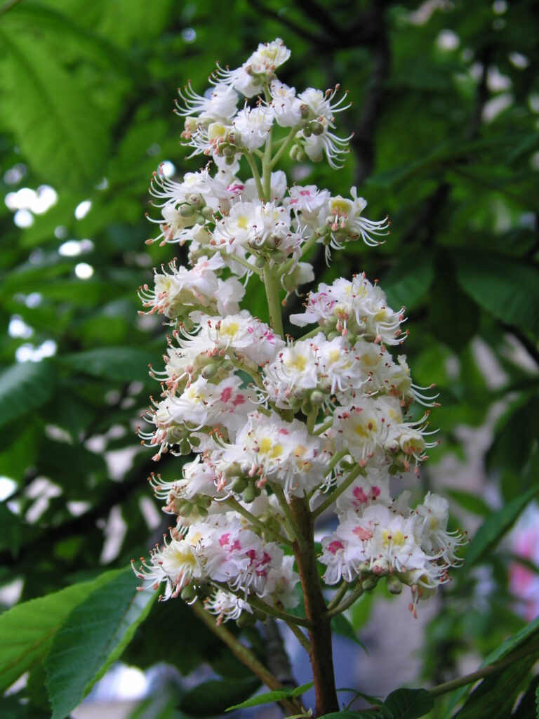 Floral de Bach White Chestnut 