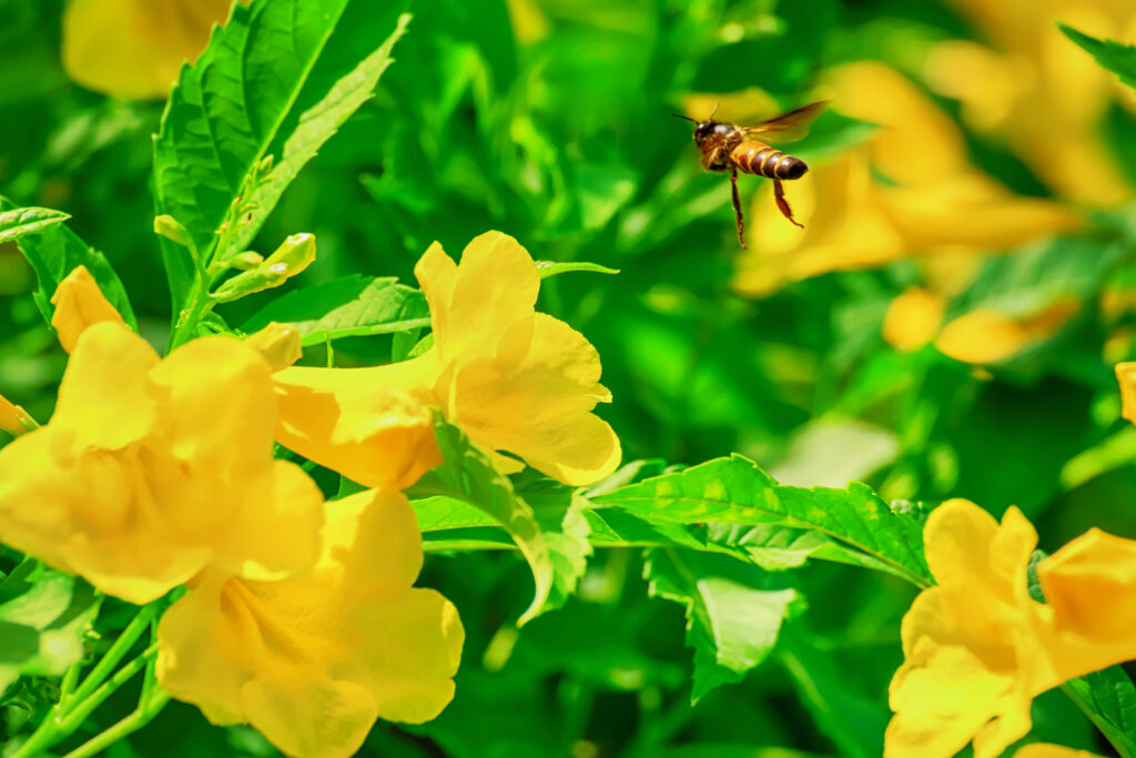 abelha pousando em flor amarela